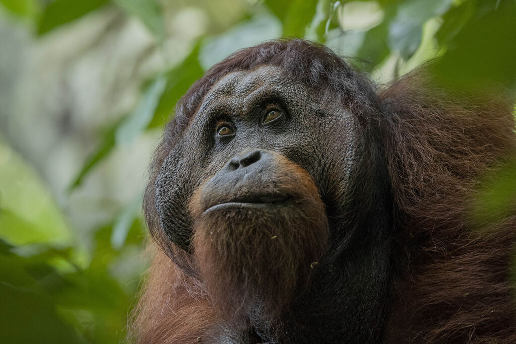 Ga Borneo Orangutan Credit Sticky Rice