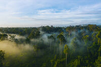 Nws St Borneo Maliau Basin Shutterstock