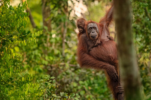 St Orangutan With Baby Climbing Lukas Zeman